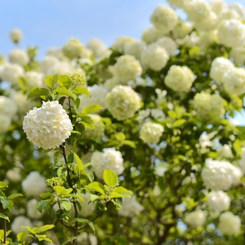 25 piezas semillas resistentes a las bolas de nieve semillas de prado semillas de jardín camas elevadas para jardín plantas jardín flores de jardín hortensia bola de nieve