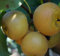 Nashibaum `Hakko´, Obstbaum, 120-140cm im 10 Liter-Topf