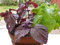 Aamish 100 semillas de plantas de hierba Shiso de hoja roja de Perilla.