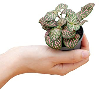 PLNTS - Baby Fittonia Verschaffeltii Pink Forest Flame (Silbernetzblätter) - Zimmerpflanze - Zimmerpflanzen, Pflanzen Echt, Nachhaltige Verpackung - 6cm Topf - Höhe 10cm - Direkt von der Gärtnerei