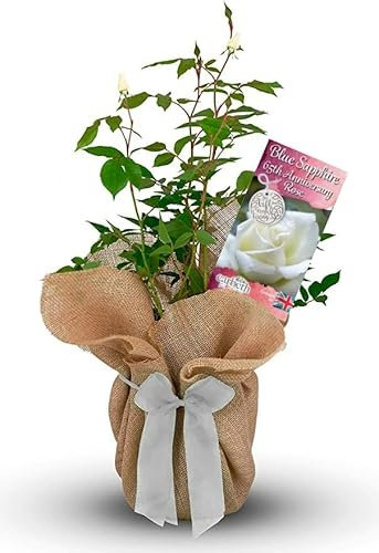 Blue Sapphire Rose Bush - 65th Anniversary Rose Bush Gift - Gift Wrapped Rose Bush in a 3 Litre Pot (2 Plants)