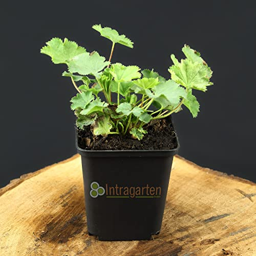 90 Stück Alchemilla mollis von Intragarten großblättriger Frauenmantel Bodendecker im Topf