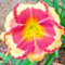 Taglilien Zwiebeln-Winterhart MehrjäHrig,Hemerocallis Pflanzen,Taglilien Pflanzen,Den Garten Verschönern,Einfach Zu Pflanzen-3zwiebeln-c