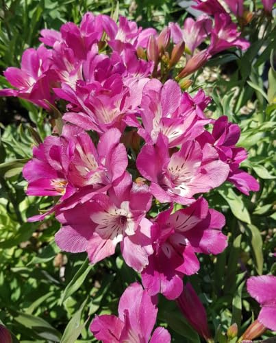 Alstroemeria x GARDEN SUMMER CHIC® 'Tessumchi' / Lys des Incas/Conteneur de 3 à 4 litres/Vivace