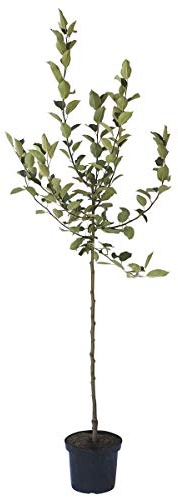 Apfelbaum Kaiser Wilhelm Winterapfel Liebhabersorte Halbstamm 150-170 cm 10 Liter Topf Unterlage M7