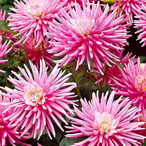 1 x Dahlia Park Princess – Perfect in Pots – Wonderful Display of Bright Pink Blooms – for Your Beautiful Garden