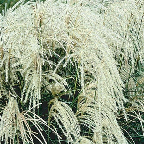 Miscanthus sinensis Silberspinne Einzeln im Topf Echtes Chinaschilf (Ziergras Gräser Stauden winterhart) Filigran und Prachtvoller Eyecatcher (1)