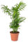 Chamaedorea Elegans DECOALIVE Palmera de Salón Camadorea Palmera de Interior Planta Natural,