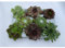 HAUSWURZ MIX SET - Dachwurz, Sempervivum, winterhart, 8er im Topf 9-10 cm in Gärtnerqualität von Blumen Eber - 8er Mix