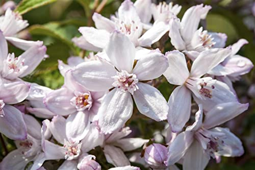 Deutzia 'Mont Rose' 60-100 cm - Maiblumenstrauch, rosa Blüten, Blütezeit Mai-Juni, ideal für Hecken und Rabatten, pflegeleicht und winterhart