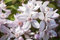 Deutzia 'Mont Rose' 60-100 cm - Maiblumenstrauch, rosa Blüten, Blütezeit Mai-Juni, ideal für Hecken und Rabatten, pflegeleicht und winterhart