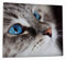 Wallario Herdabdeckplatte/Spritzschutz aus Glas, 1-teilig, 60x52cm mit 8mm hohen Füßen, für Ceran- und Induktionsherde, Katze mit strahlend blauen Augen