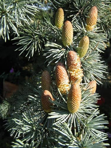 Atlas-Zeder Cedrus atlantica Pflanze 5-10cm Atlaszeder Zeder Rarität