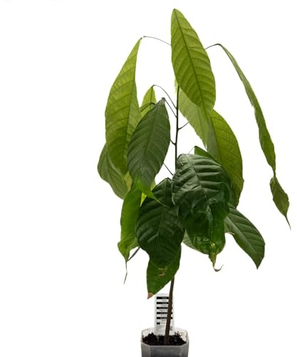 1 Cocoa Tree | Theobroma Cacao | Nacional Variety | Sudamerica Seed Cocoa Plant | Raro EU | Houseplant | Chocolate Tree | Cocoa Plant Grain