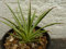 Portal Cool Agave Nana geigt in 9 cm-Topf, Schöne, gesunde, Sukkulente