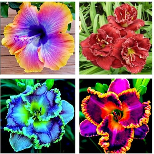 Taglilien zwiebeln,winterhart mehrjährig,taglilien,hemerocallis pflanzen,taglilien rhizome,taglilien zwiebeln winterhart mehrjährig,gross blumige taglilien,hemerocallis Knollen.-8zwiebeln-A
