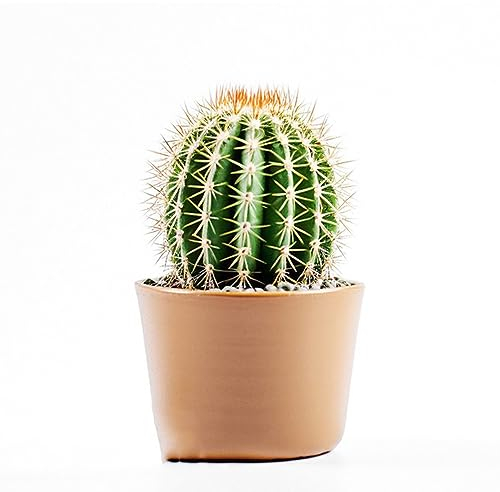 60 pcs Kakteen kaktus samen, Kaktus Pflanze, kaktus - seltene pflanzen (Opuntia dillenii) kaktus pflanze echt zimmerpflanzen gartendeko für draußen mini pflanzen echt - kakteen