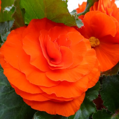 Carbeth Plants - 5 x Begonia Double Orange Summer Tubers - Large Headed Long Flowering Season Perennial Bulb Corms - Low Maintenance Pollinator Friendly - Grow in Beds, Borders and Patio Pots