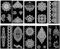 Mikronetz Tattoo Schablone Mandala Tattoo Lotus Tattoo Vorlage Neena 10 Sheets