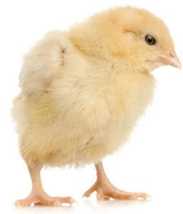 Reptile Centre Frozen Chicks, Barcode 25-pack