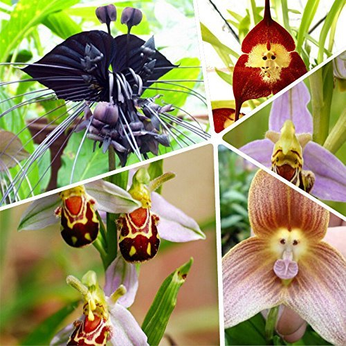 100 Stück Potted Peru Monkey Gesicht Orchidee Samen, Orchis Simia Senior Phalaenopsis Bonsai Pflanzen Blumensamen, Plus M