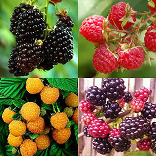 Saterkali Semi di lampone, 50 pezzi/borsa Semi di lampone resistenti alla siccità Dolce Buon raccolto Semi di frutta a domanda d'acqua media per la casa Mescola il colore Semi Di Lampone