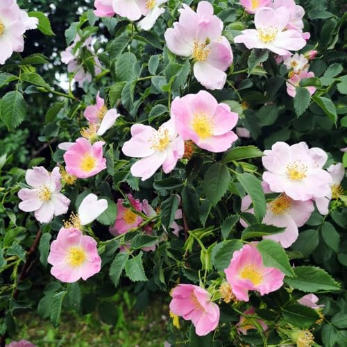50 pz semi di rosa canina - piante resistenti all'inverno per il giardino rosa canina - pianta di rosa canina - piante in vaso resistenti all'esterno semi di fiori prato delle,