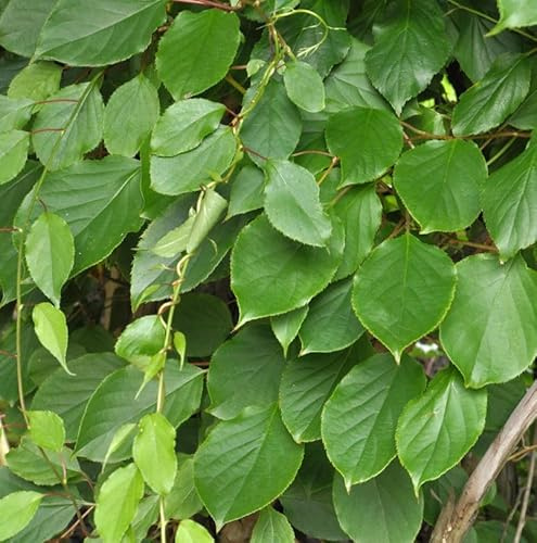 Mini-Kiwi Prince Jumbo männlich 60-80cm - Actinidia arguta - lebende Gartenpflanze aus den Baumschulen