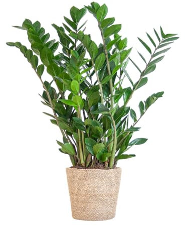 Zamioculcas Zamiifolia con cesta Sofía natural - 70-80cm - Ø21cm - Planta de interior - Hojas perennes