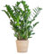 Zamioculcas Zamiifolia con cesta Sofía natural - 70-80cm - Ø21cm - Planta de interior - Hojas perennes