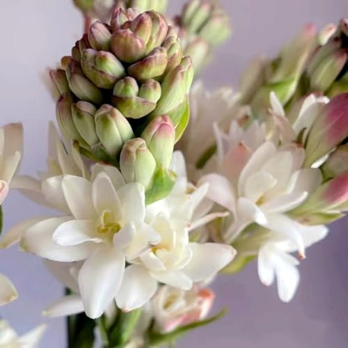 Gladiolen Zwiebeln Gladiolen knollen Dekorative Pflanzen FüR Den Garten Gladiolen Samen