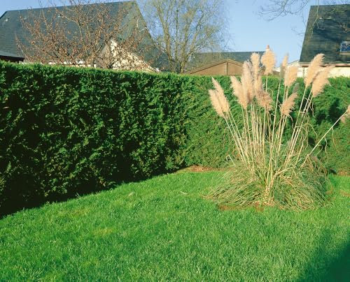 [x20] Green Leylandii | Hedging Conifers | Evergreen | Ready to Plant | 2-3ft | 60-90CMS | 2ltr Pots