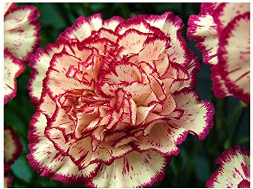 PREMIER SEEDS DIRECT - Carnation Seeds - Double Striped (3,500 Seeds)