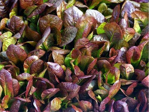 CIMMARON Römersalatsamen * 200 PKT.* ERBSTÜCK * CHARMANTE TIEFROTE FARBE