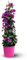 Attitude Jardin - Bougainvillier pyramide - plante fleurie - 70-80 cm - ⌀ 18 cm - plante d'extérieur