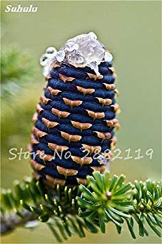 7: Abies Samen, koreanische Tanne, Nordmannstanne (Weihnachtsbaum, Conifer) Samen Baum. Haus-Garten Bonsaipflanzen und Blumen-Samen 100 PC-7 : Seeds Only