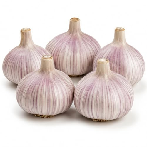 Paquete de 5 bulbos de ajo rojo Chesnok para plantar dientes de ajo grandes de cuello duro, semillas de ajo para plantar bulbos de ajo listos para clima frío, para plantar en el hogar, jardín, camas