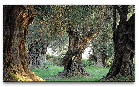 Bilder XXL alte Olivenbäume 120x70cm Wandbild auf Leinwand