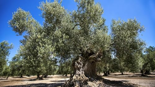 Premium Olivenbaum Samen Olea Europea, 10 Stück Saatgut für Mediterranen Garten