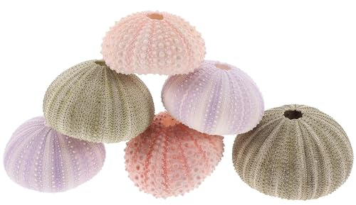 CVUTOVO Seeigel Muschel Pflanzgefäß 6 Stück Natürlicher Luftpflanzenhalter in Pastellfarben Kleiner Blumentopf für Dekoration und Selbstgemacht Bastelprojekte