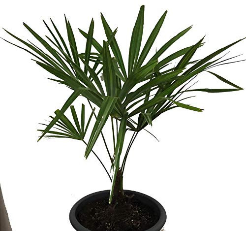 Winterharte Hanfpalme (Trachycarpus fortunei) 1000 Samen ***Bis -20 Crad Frosthart***
