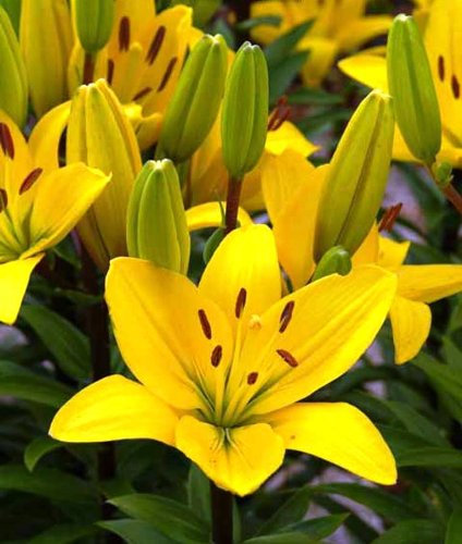 GARTHWAITE NURSERIES® : - 12 Val Di Sole (Yellow) Asiatic Lily Bulbs Garden Summer Perennial
