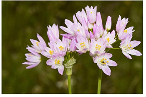 10x Allium Roseum Pink Spring Flowering Bulbs Perfect for Bees Plant in Flowerbeds Pots Borders Garden Perennial Plants Bee Friendly