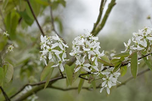 Amelanchier laevis - Felsenbirne 'Sol 4xv' mDb, 150-175cm, winterhart, pflegeleicht, Zierstrauch für Garten