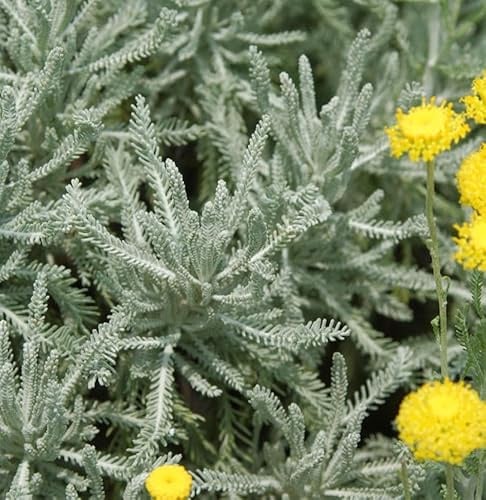 Heiligenkraut Grün - Santolina serratifolia - lebende Gartenpflanze aus den Baumschulen