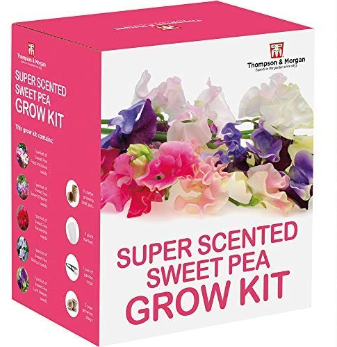 Scented Sweet Pea Seeds Growing Kit - Perfect Gardening Gift Grow Your Own Fragrant Sweetpea Plants Complete with Growing Equipment by Thompson and Morgan