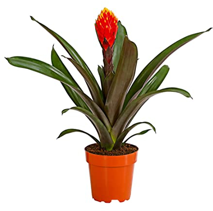 Dehner Guzmanie Deseo, Guzmania cultivars, orange-gelbe Rosette, 40-50 cm, Ø Topf 12 cm, Zimmerpflanze