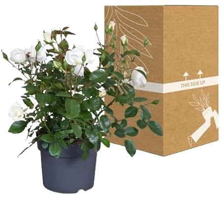 Rosal Arbustivo Blanco Natural Planta de Primavera para un Jardín Vibrante