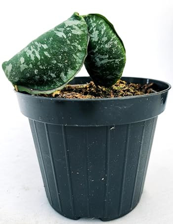 POWERS TO FLOWERS - HOYA IMBRICATA, FIORE DI CERA, VASO 11CM, pianta vera