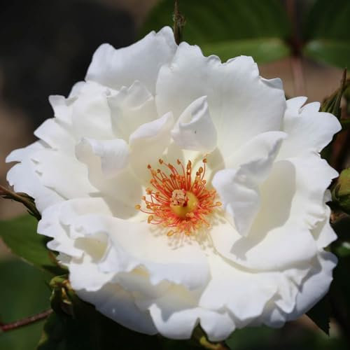 Harkness Roses 'Starlight Symphony' Rose ®, Climbing Rose with White Flowers, Disease Resistance, in a 4 Litre Pot, Ready to Plant